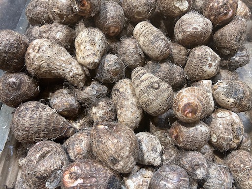 taro